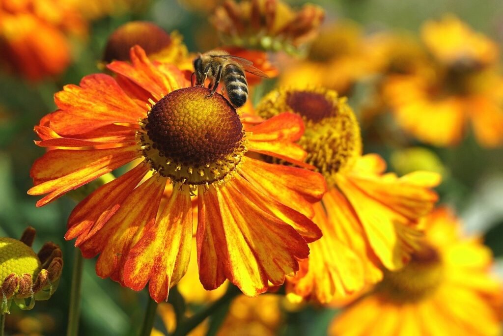 flowers, bee, honey bee-8348115.jpg